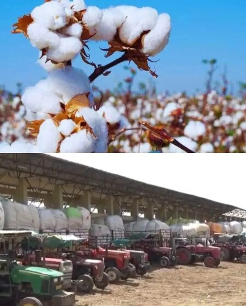 Adarsh Swarajya | अकोट कृषी उत्पन्न बाजार समितीत कपाशीला 8 हजारापर्यंत दर