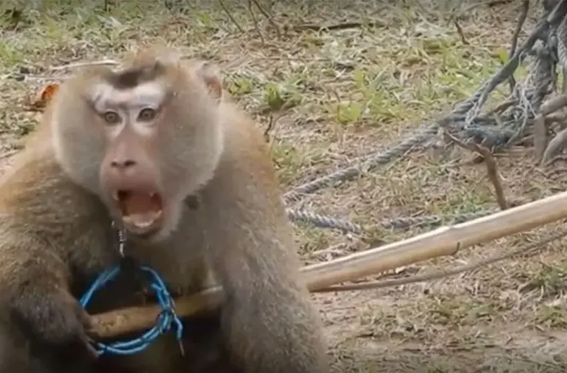 Adarsh Swarajya | रेस्क्यू ऑपरेशन दरम्यान माकडाऐवजी माणसालाच टोचलं...