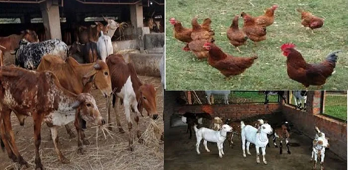 Adarsh Swarajya | पशुपालकांना देण्यात येणाऱ्या मदतीमध्ये महत्त्वाचे बदल