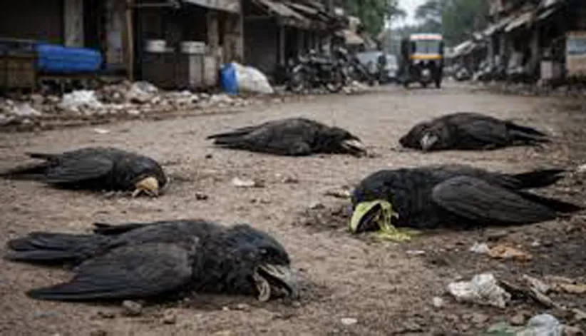 Adarsh Swarajya | H5N1 विषाणूमुळे शेकडो कावळ्यांचा मृत्यू